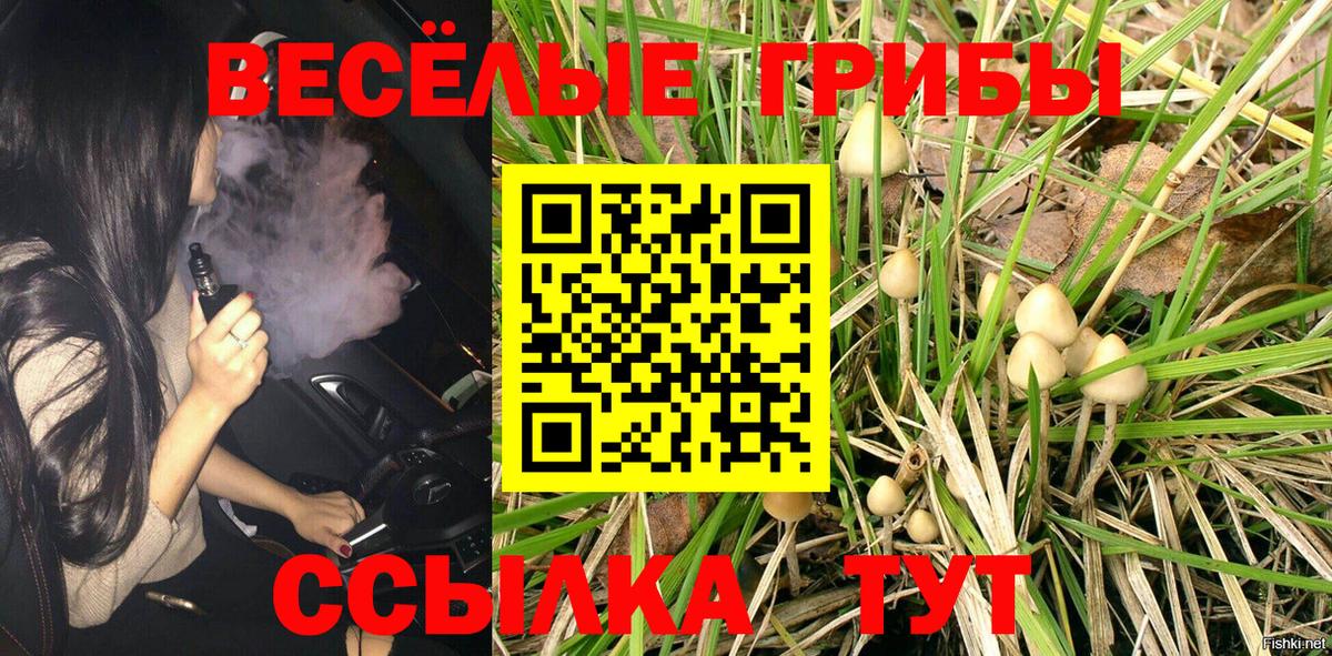 Псилоцибиновые грибы Psilocybe  Вход с VPN  Заволжье 