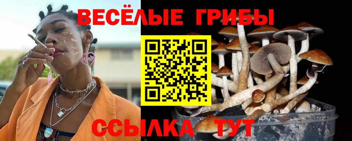 Псилоцибиновые грибы Psilocybe Заволжье